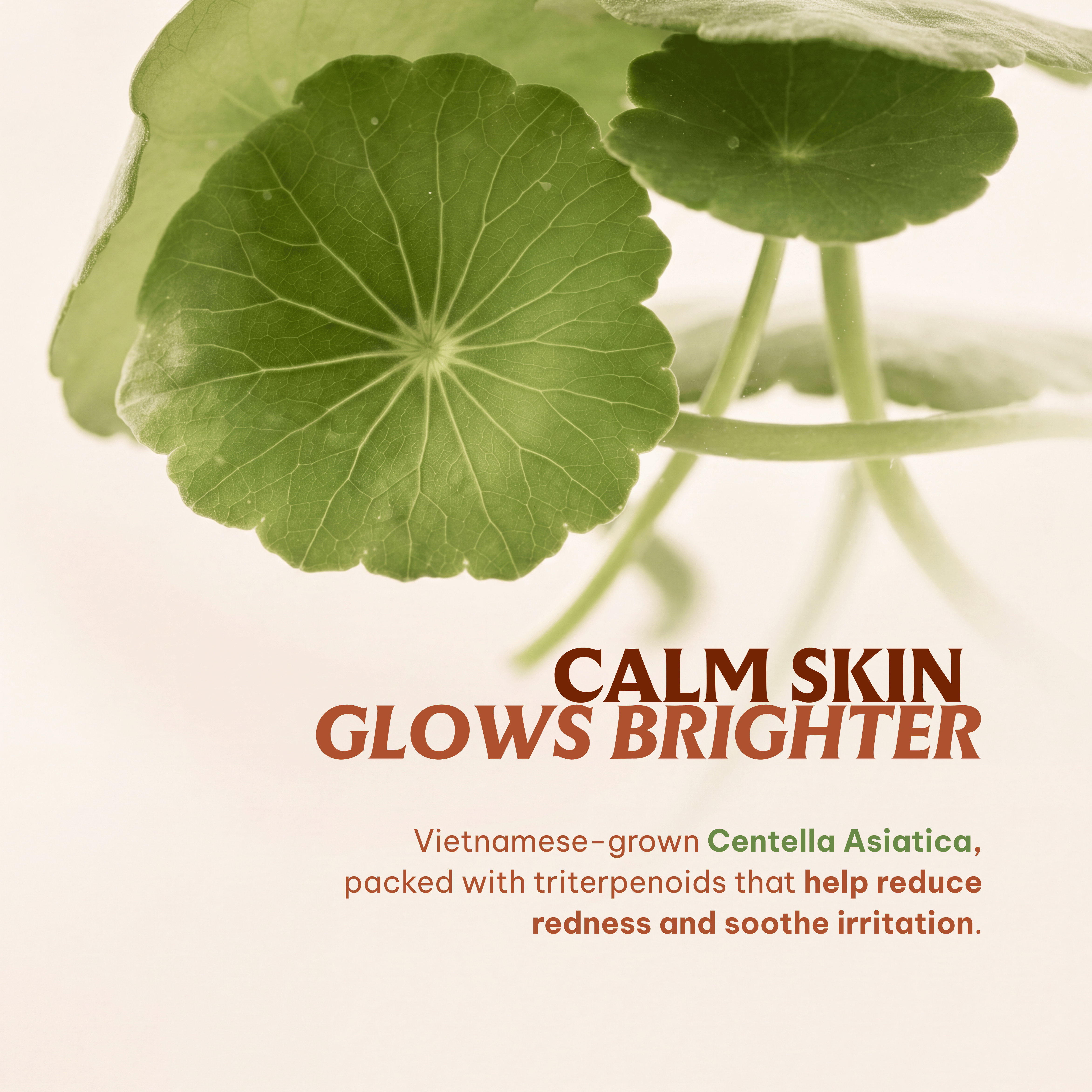 Vietnat Rice Glow Toner - Fermented ST25 Vietnamese Rice with Niacinamide & Centella Asiatica